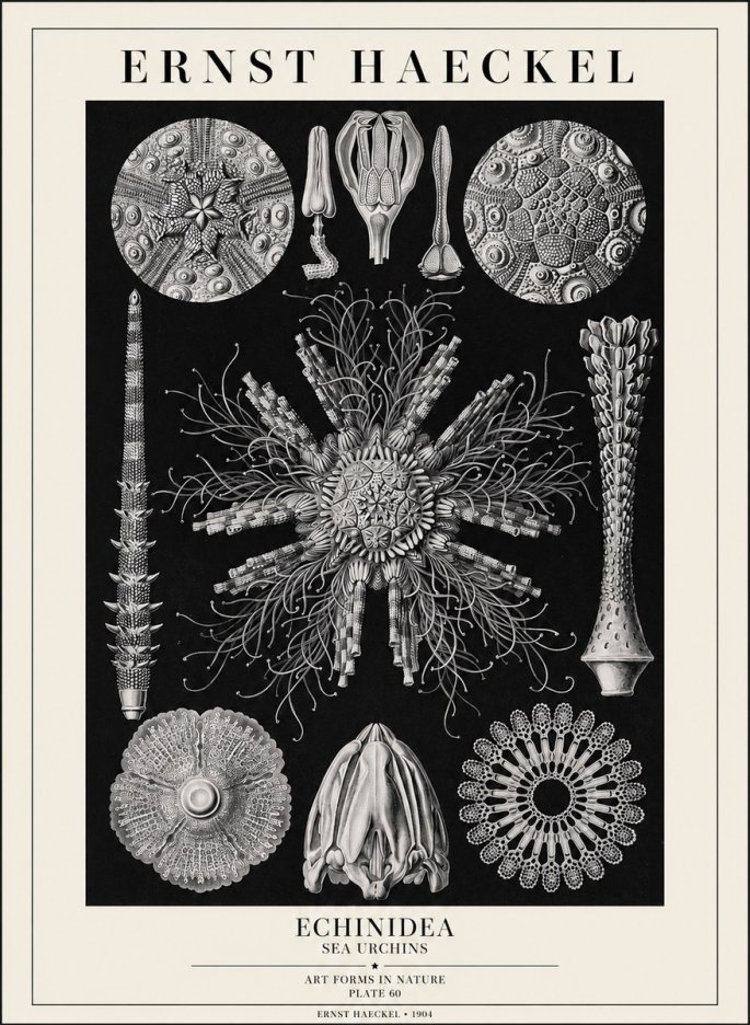 Ernst Haeckel Echinidea Sea Urchins No1 - Poster