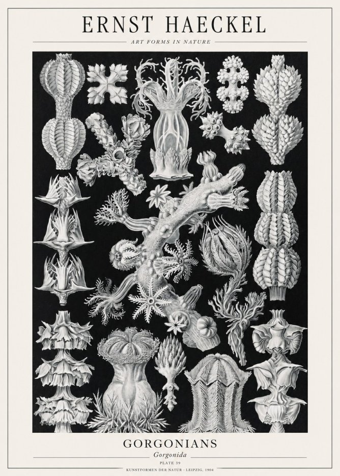 Ernst Haeckel Gorgonians No1 - Poster
