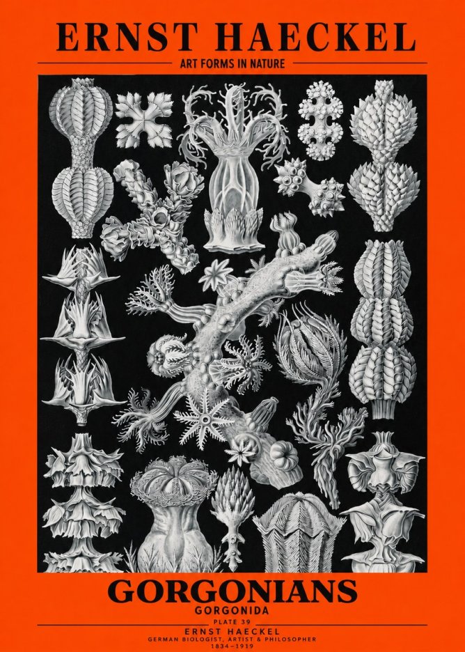 Ernst Haeckel Gorgonians No3 - Poster