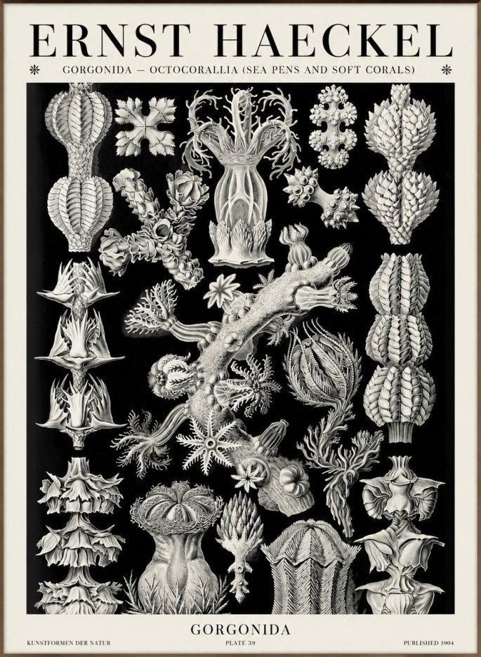 Ernst Haeckel Gorgonians No6 - Poster