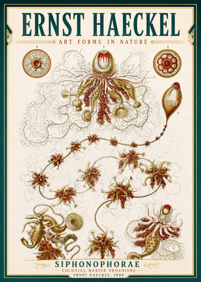 Ernst Haeckel Siphonophorae No4 - Poster