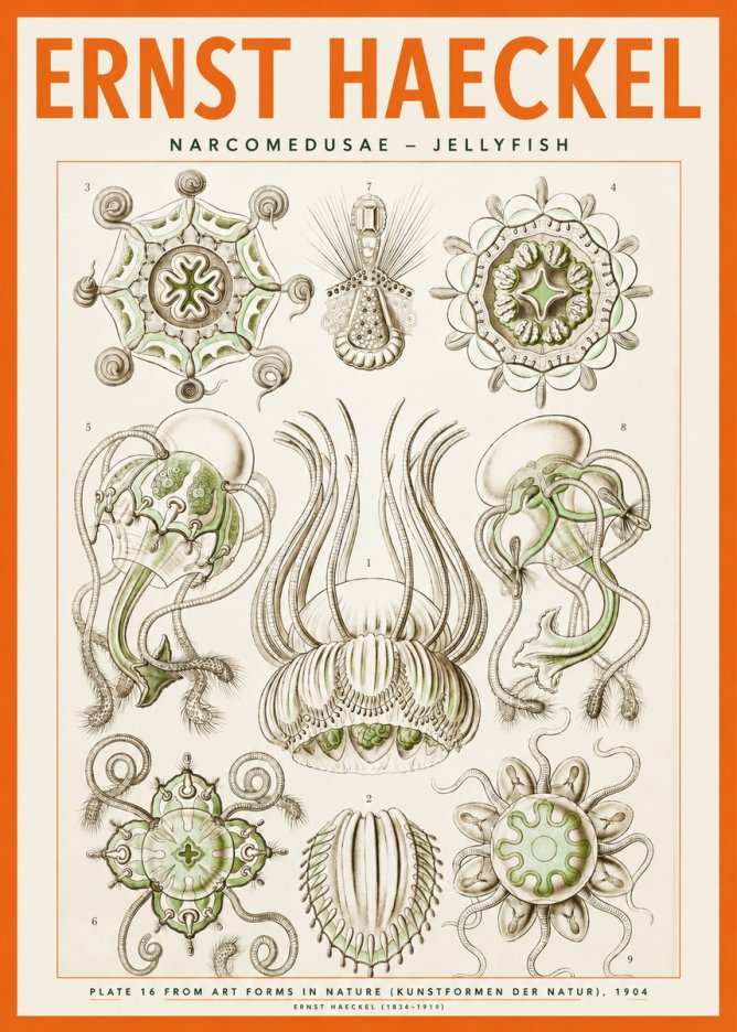 Ernst Haeckel Narcomedusae - Jellyfish No2 - Poster