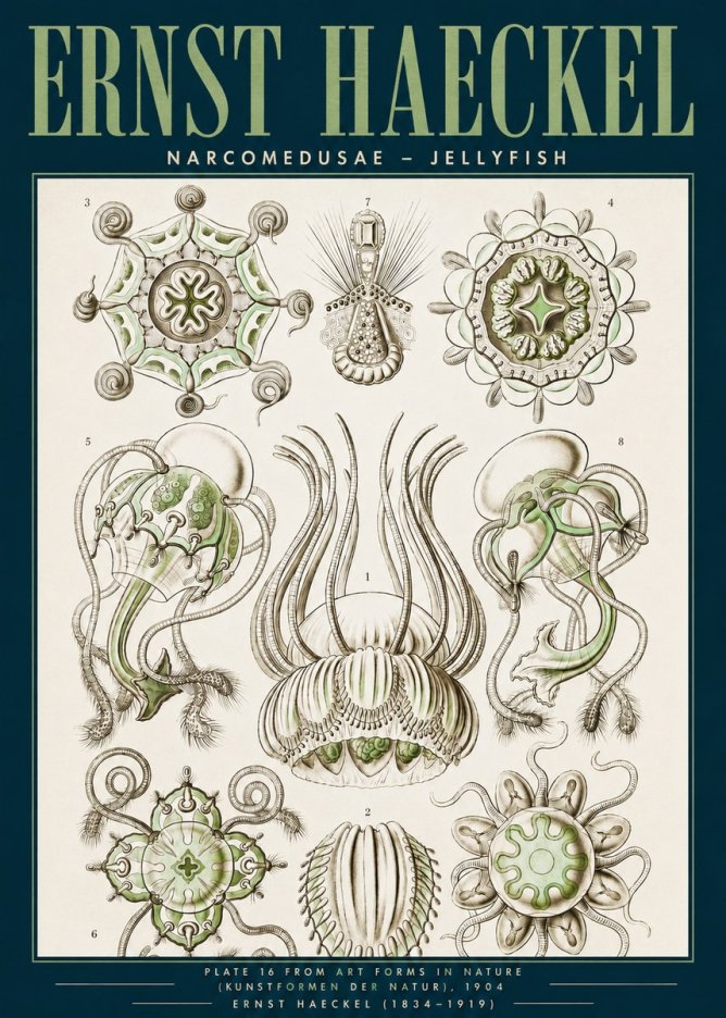 Ernst Haeckel Narcomedusae - Jellyfish No3 - Poster