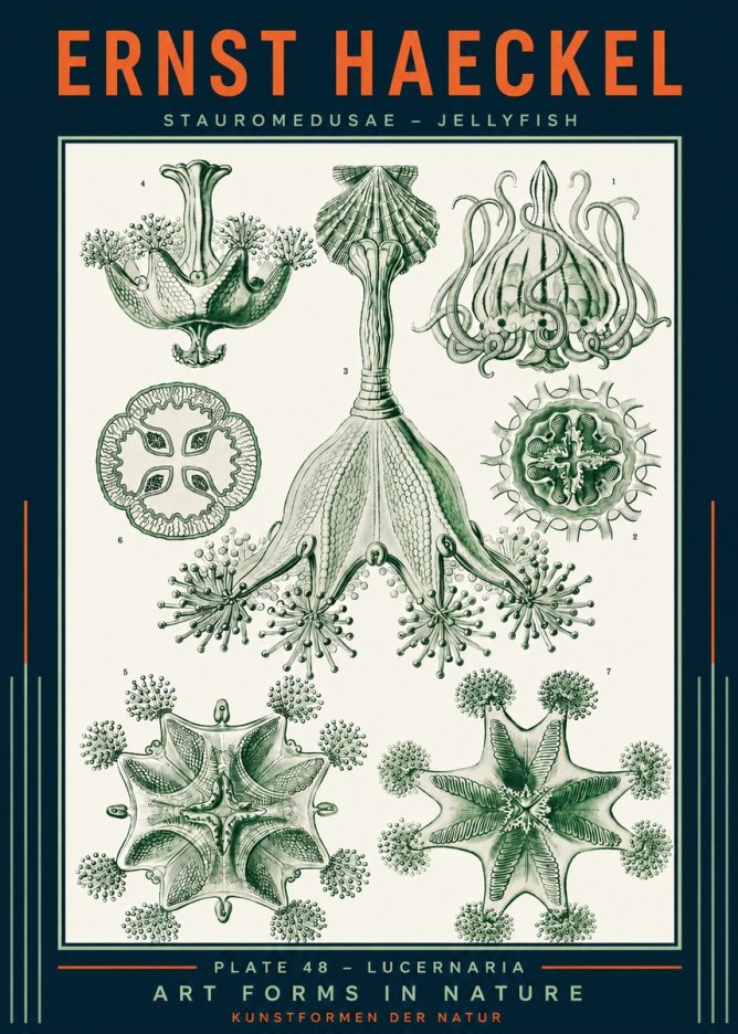 Ernst Haeckel Stauromedusae – Jellyfish No2 - Poster