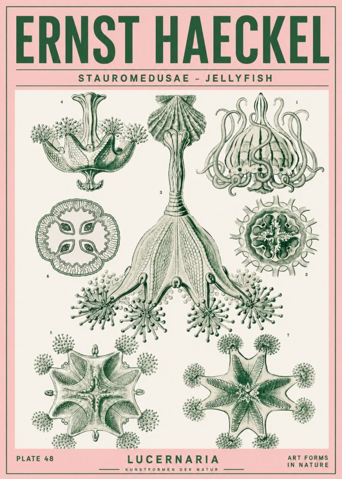 Ernst Haeckel Stauromedusae – Jellyfish No4 - Poster