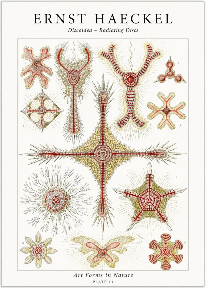 Ernst Haeckel Discoidea – Radiating Discs No1 - Poster