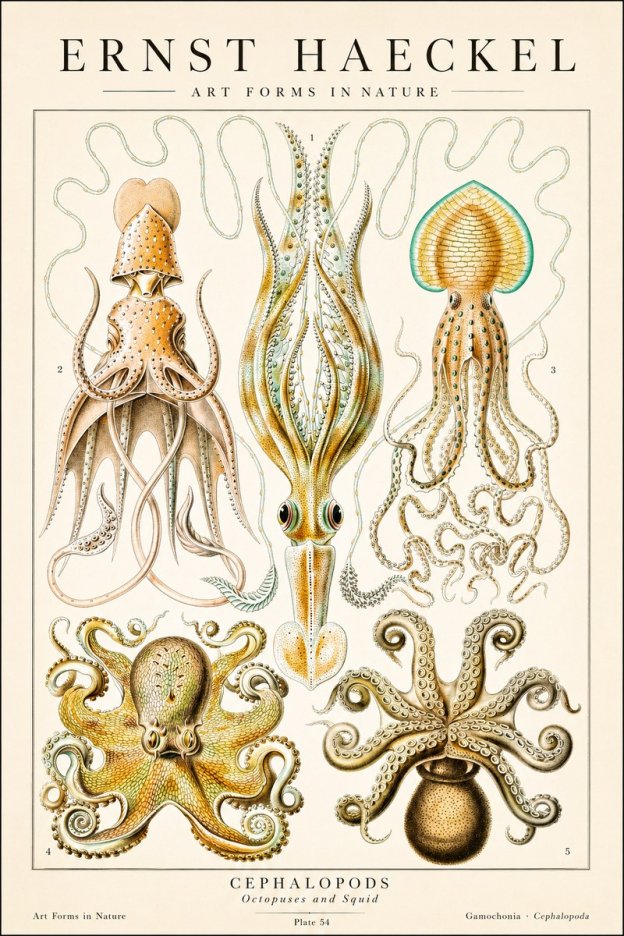 Ernst Haeckel Cephalopods Octopuses and Squid No1 - Poster