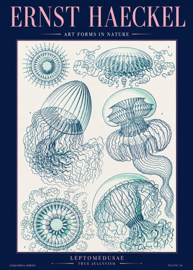 Ernst Haeckel Leptomedusae True Jellyfish No2 - Poster