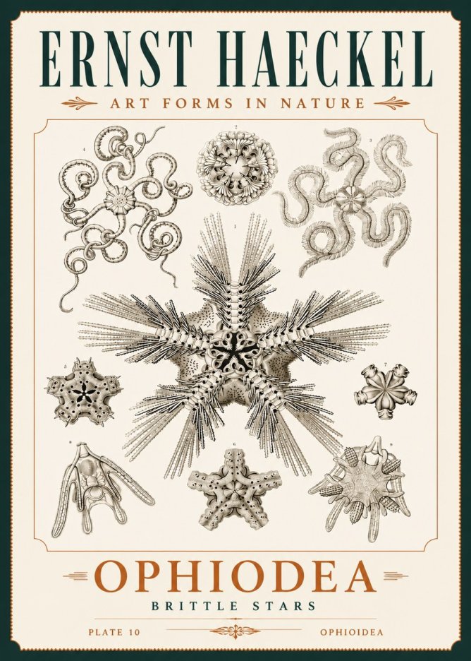Ernst Haeckel Ophiodea - Brittle Stars I No4 - Poster