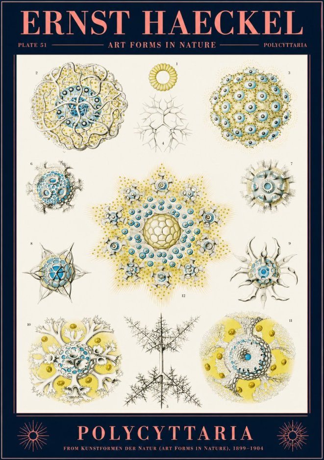 Ernst Haeckel Polycyttaria – Order of Radiolaria No2 - Poster