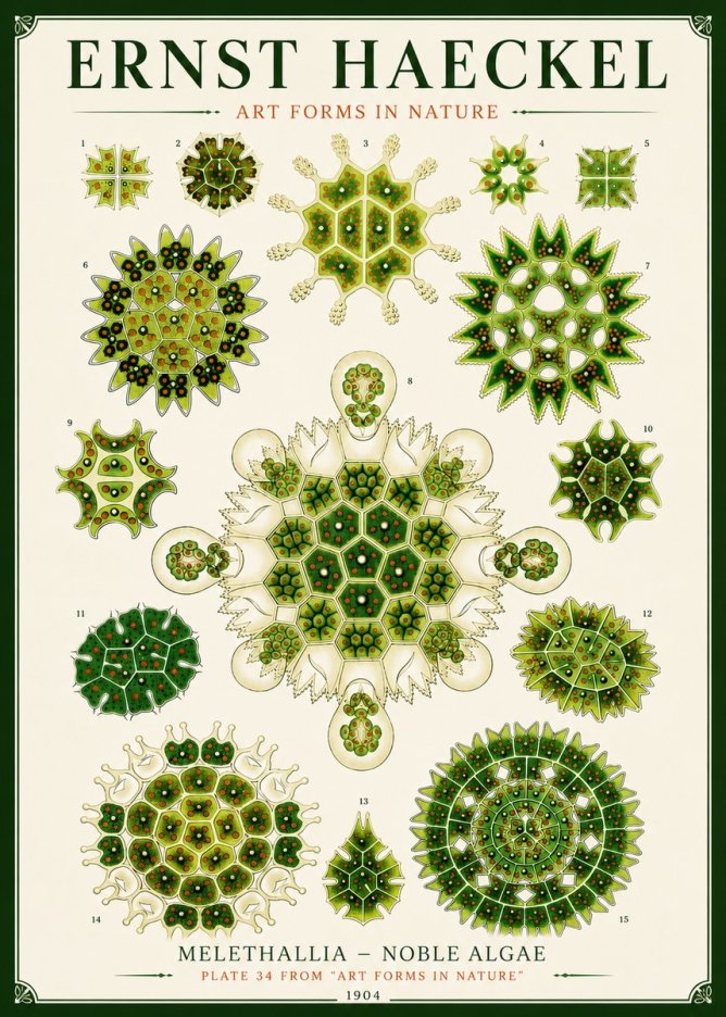 Ernst Haeckel Melethallia - Noble Algae No6 - Poster