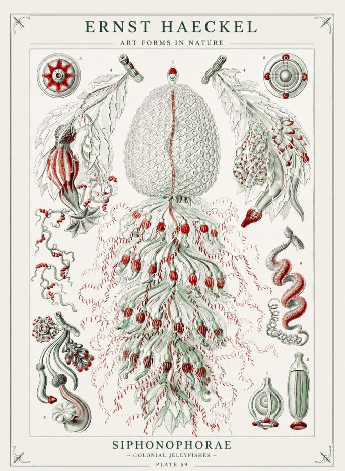 Ernst Haeckel Siphonophorae - State Colonies No3 - Poster