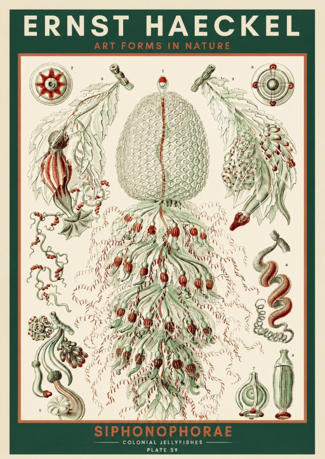 Ernst Haeckel Siphonophorae - State Colonies No4 - Poster
