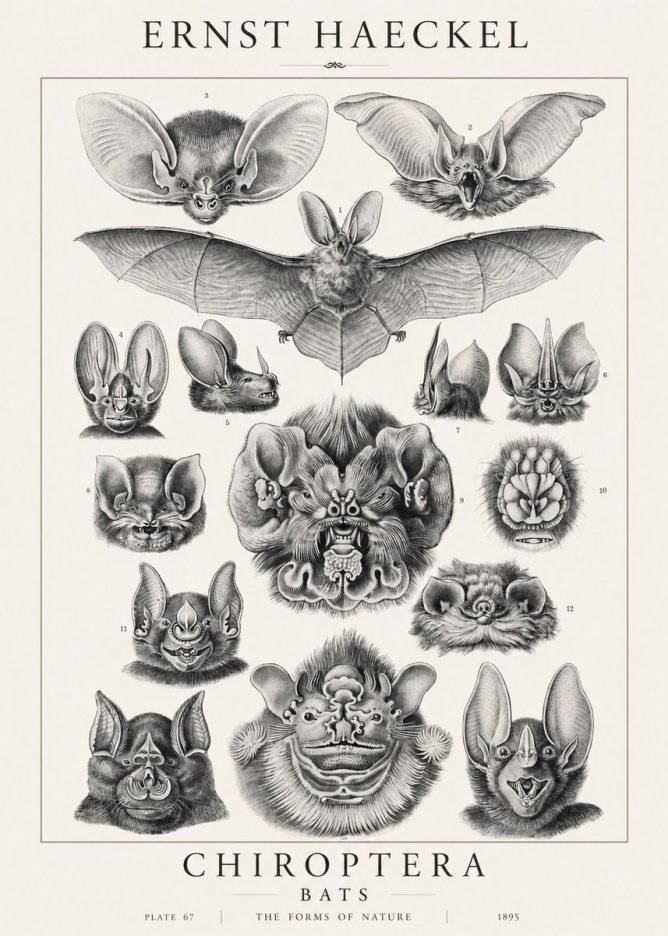 Ernst Haeckel Chiroptera Bats No1 - Poster