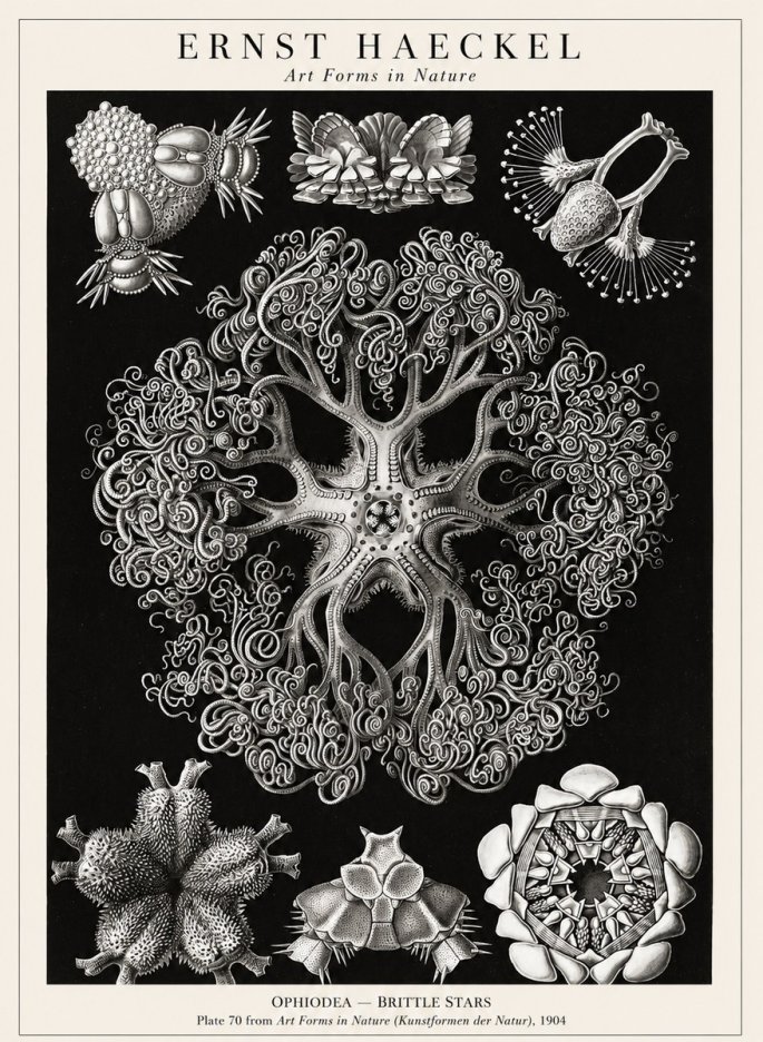 Ernst Haeckel Ophiodea - Brittle Stars II No1 - Poster