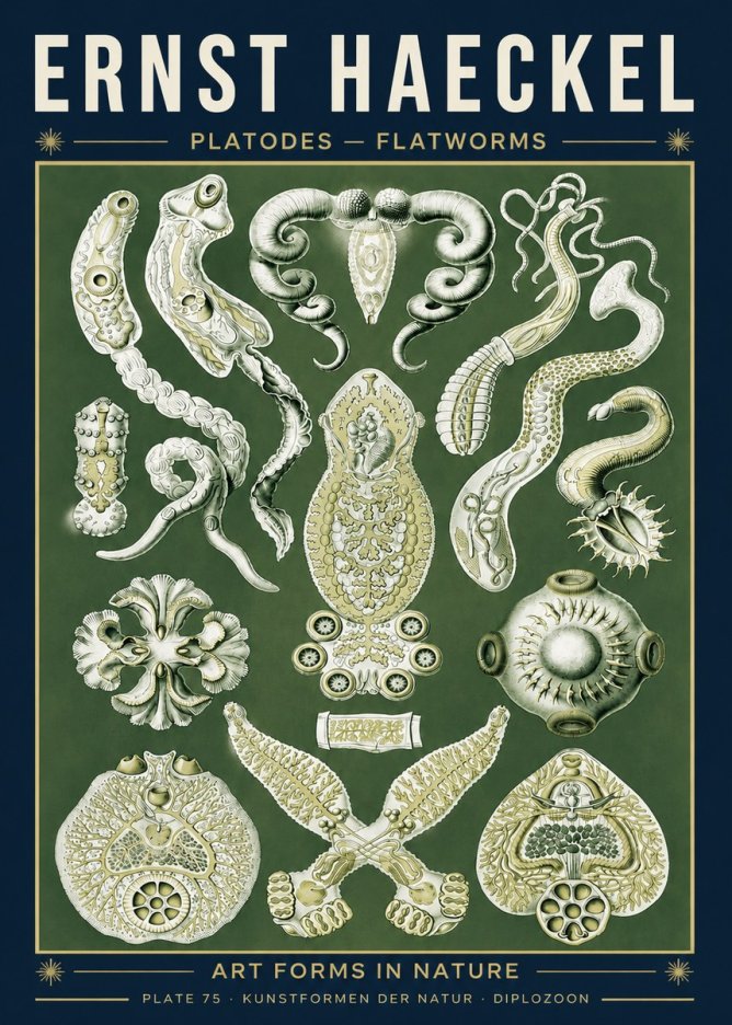 Ernst Haeckel Platodes – Flatworms No5 - Poster