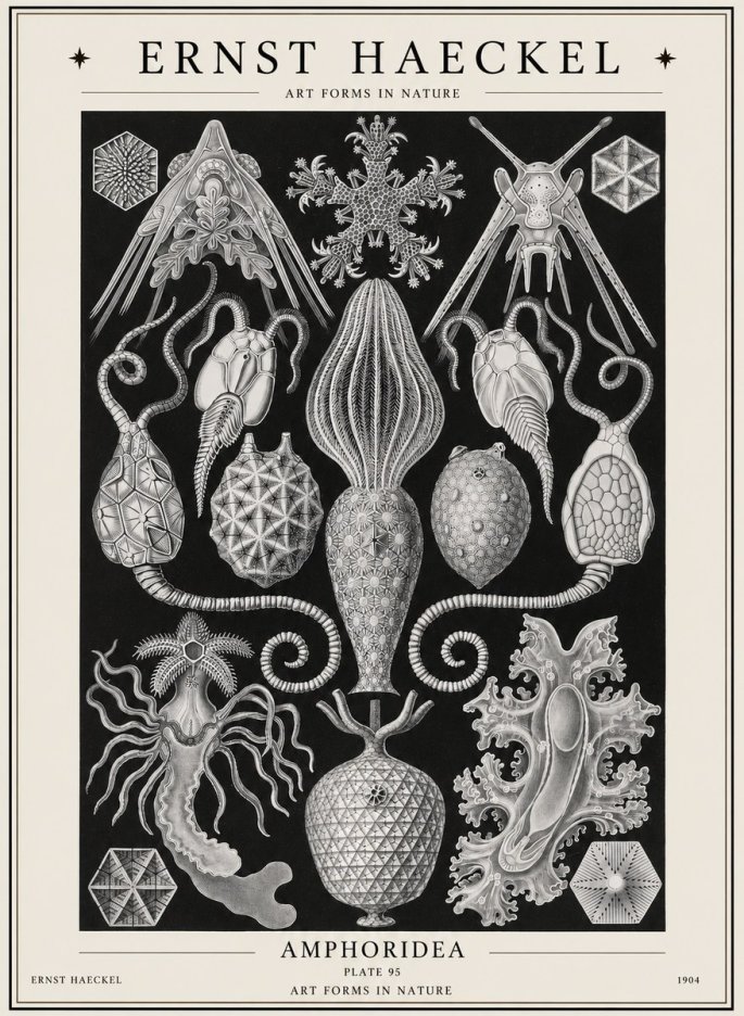Ernst Haeckel Amphoridea No1 - Poster