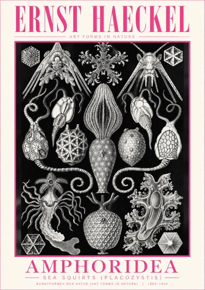 Ernst Haeckel Amphoridea No5 - Poster