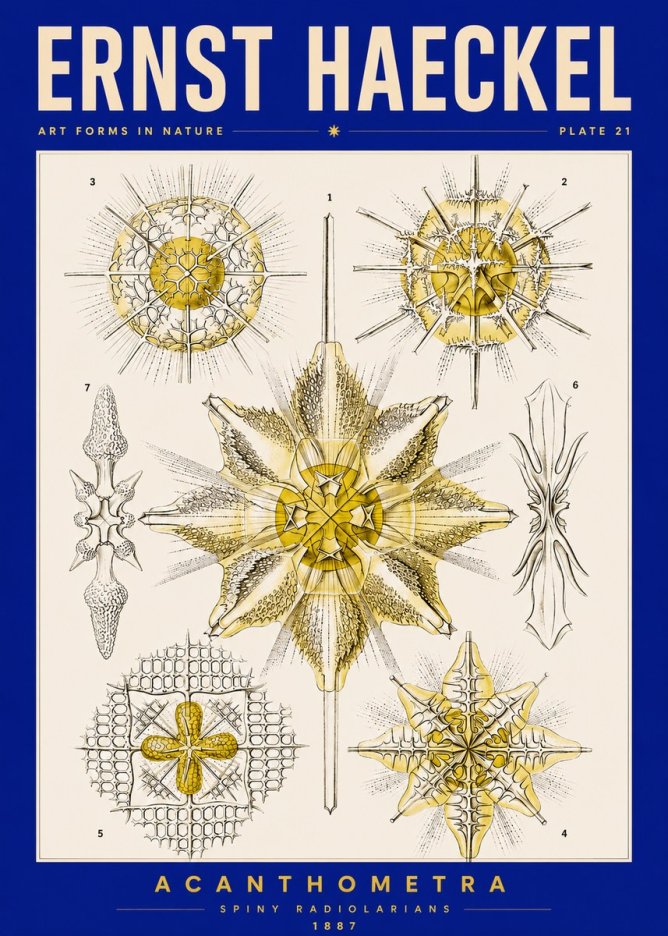 Ernst Haeckel Acanthometra - Star Radiolarians No5 - Poster