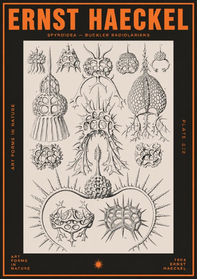 Ernst Haeckel Spyroidea - Puffball Radiolarians - Plate 22 No5 - Poster