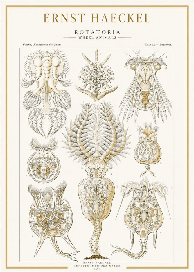 Ernst Haeckel Rotatoria - Wheel Animals No1 - Poster