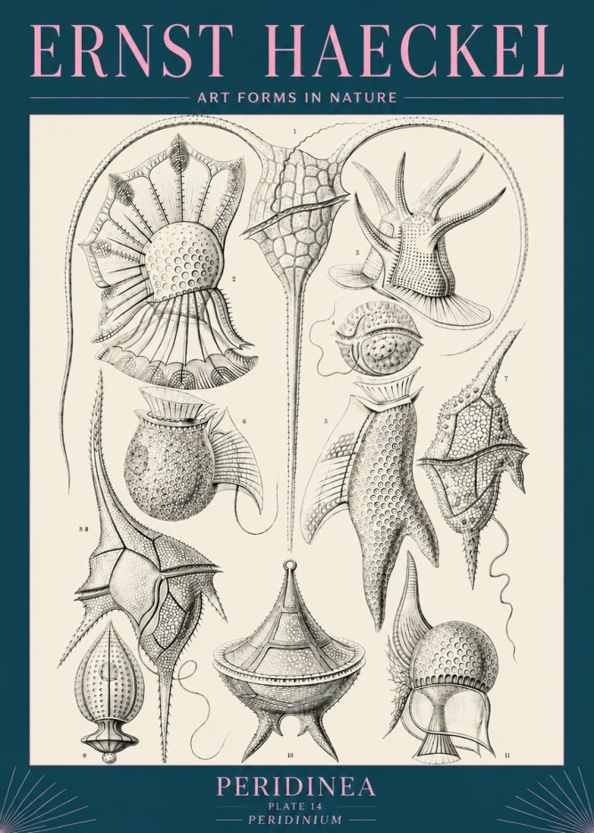 Ernst Haeckel Peridinea No5 - Poster