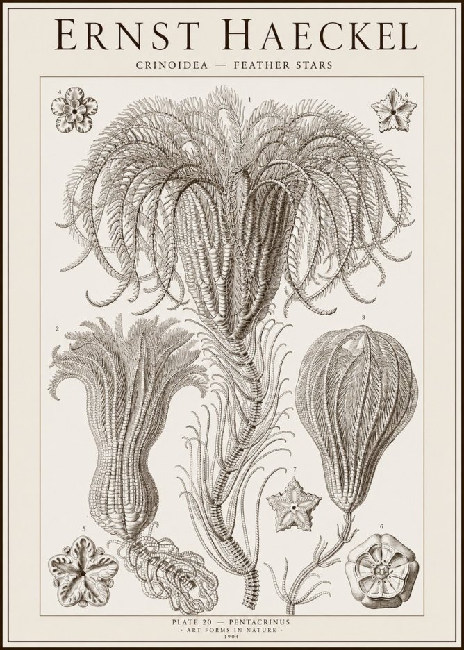 Ernst Haeckel Crinoidea - Palm Lilies No2 - Poster