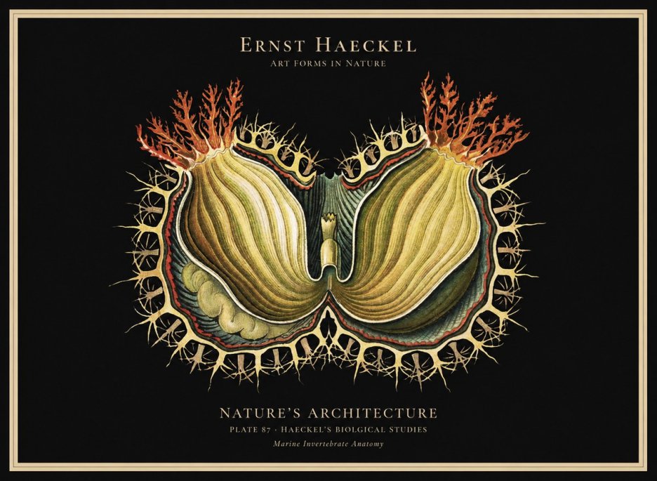Ernst Haeckel Nature's Architecture No1 - Poster
