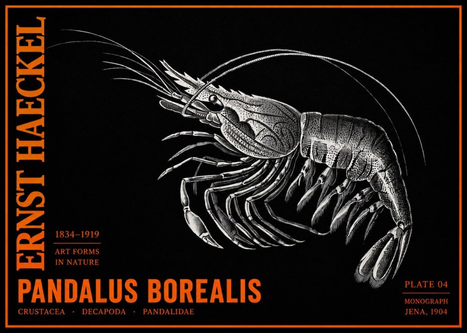 Ernst Haeckel Pandalus Borealis No2 - Poster
