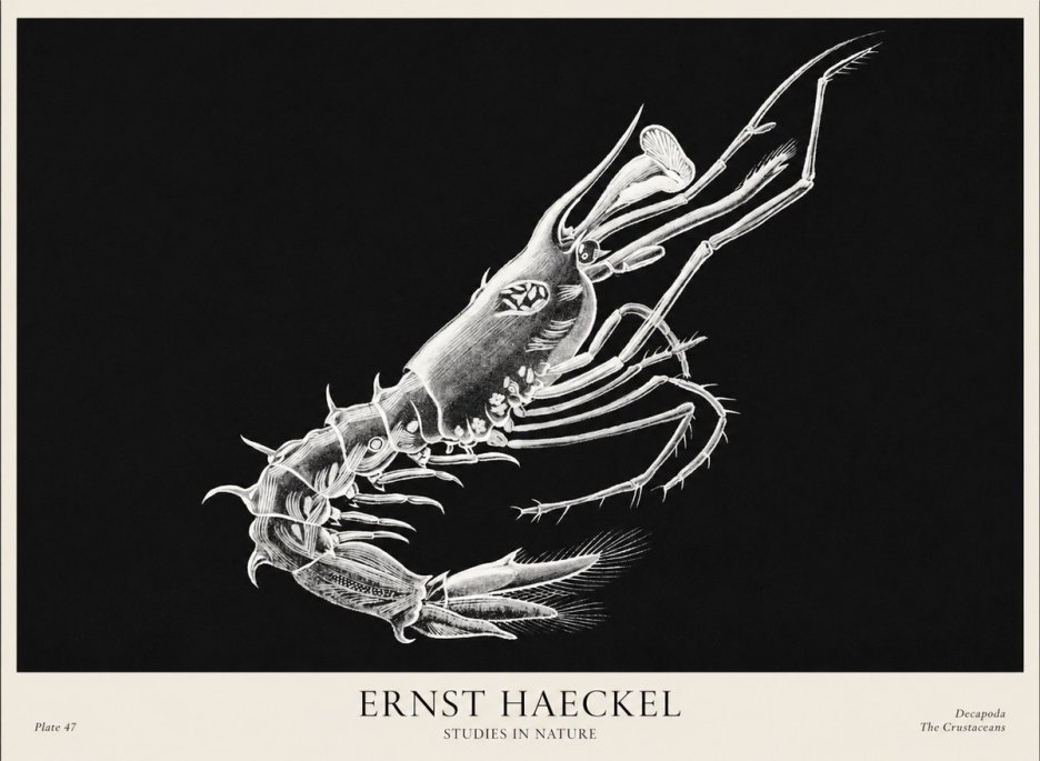 Ernst Haeckel Decapoda the Crustaceans No1 - Poster