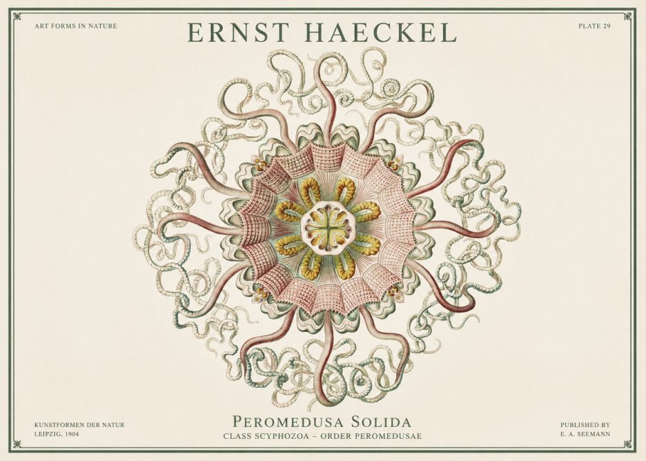 Ernst Haeckel Discomedusae – Actiniae No3 - Poster