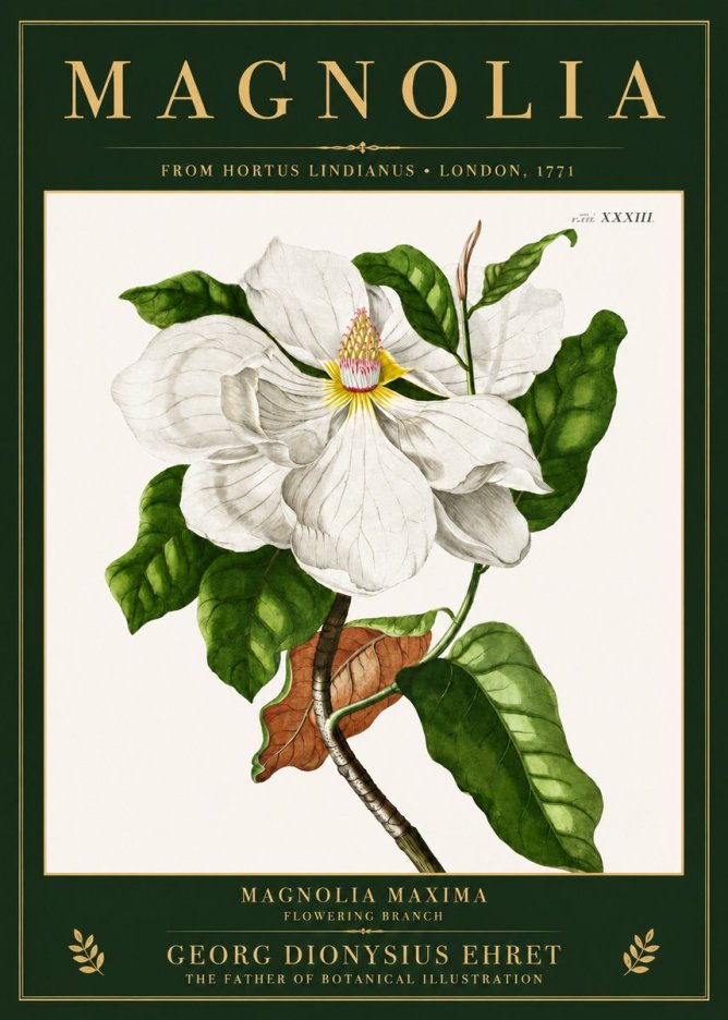 Georg Dionysius Ehret Magnolia Maxima - Flowering Branch No3 - Poster