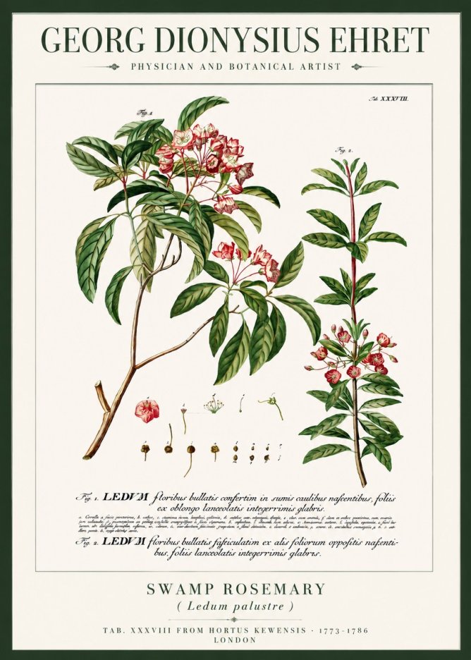 Georg Dionysius Ehret Swamp Rosemary (Ledum Palustre) No3 - Poster