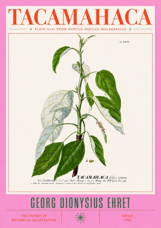 Georg Dionysius Ehret Tacamahaca (Saddlewood) No3 - Poster