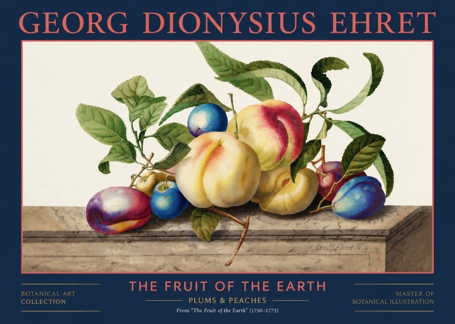Georg Dionysius Ehret Plums & Peaches No2 - Poster
