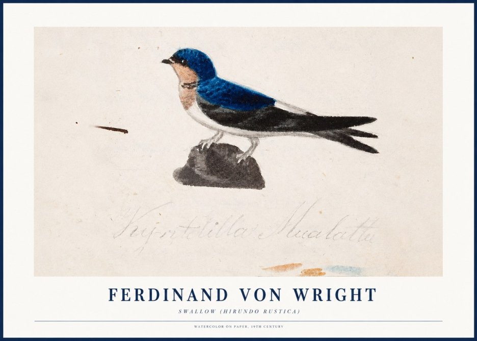 Ferdinand von Wright Swallow (Hirundo Rustica) No1 - Poster
