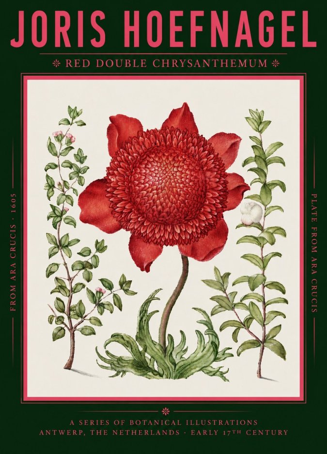 Joris Hoefnagel Red Double Chrysanthemum No2 - Poster