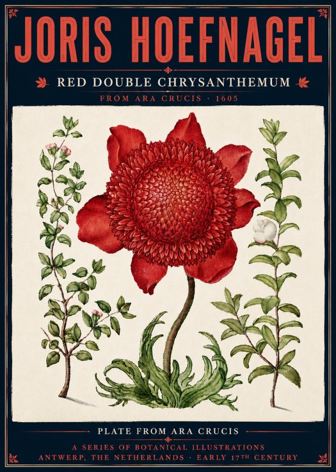 Joris Hoefnagel Red Double Chrysanthemum No6 - Poster
