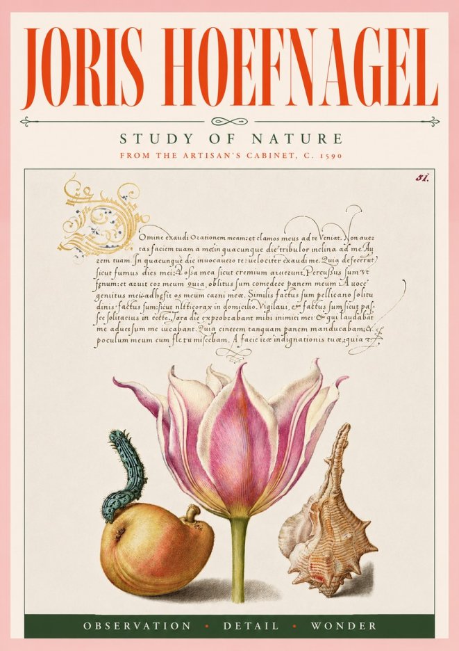 Joris Hoefnagel Tulip, Peach, Caterpillar & Seashell No5 - Poster