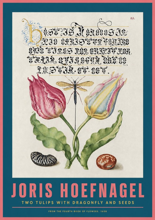 Joris Hoefnagel Two Tulips with Dragonfly and Seeds No2 - Poster