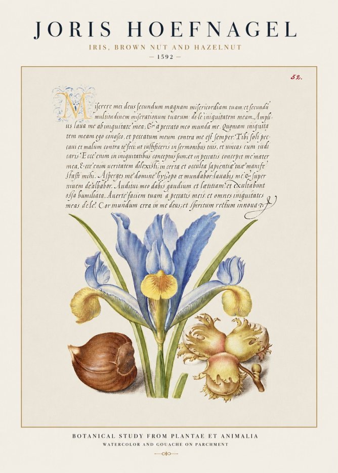 Joris Hoefnagel Iris, Brown Nut and Hazelnut No1 - Poster