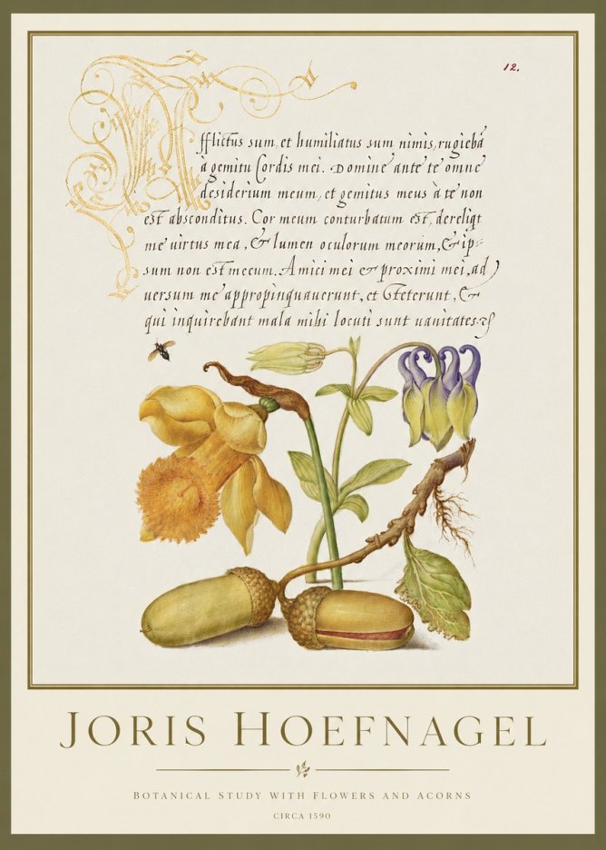 Joris Hoefnagel Illuminated Manuscript with Flowers and Acorns No2 - Poster