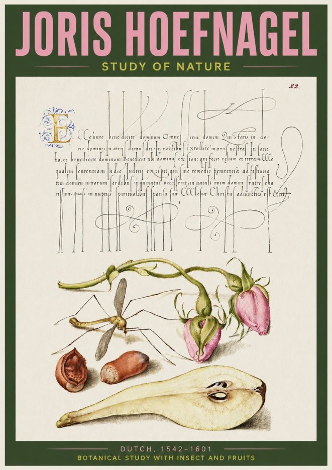 Joris Hoefnagel Studies of Plants, Insects and Fruits No4 - Poster