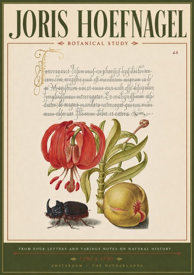 Joris Hoefnagel Botanical Study II No5 - Poster
