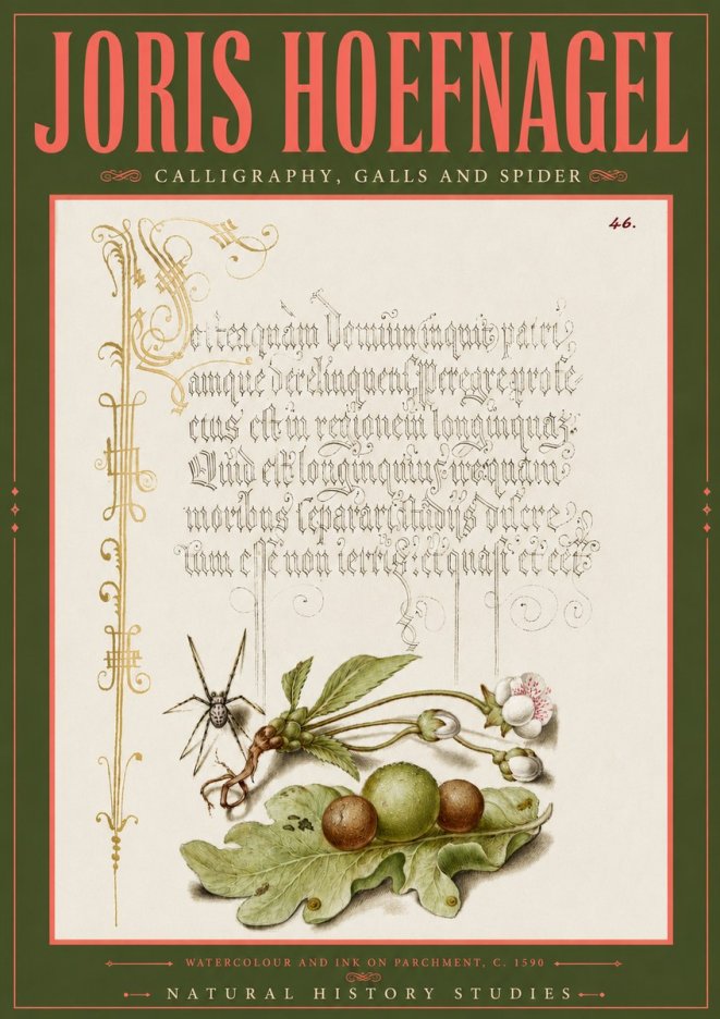 Joris Hoefnagel Plant with Galls and Insect No6 - Poster