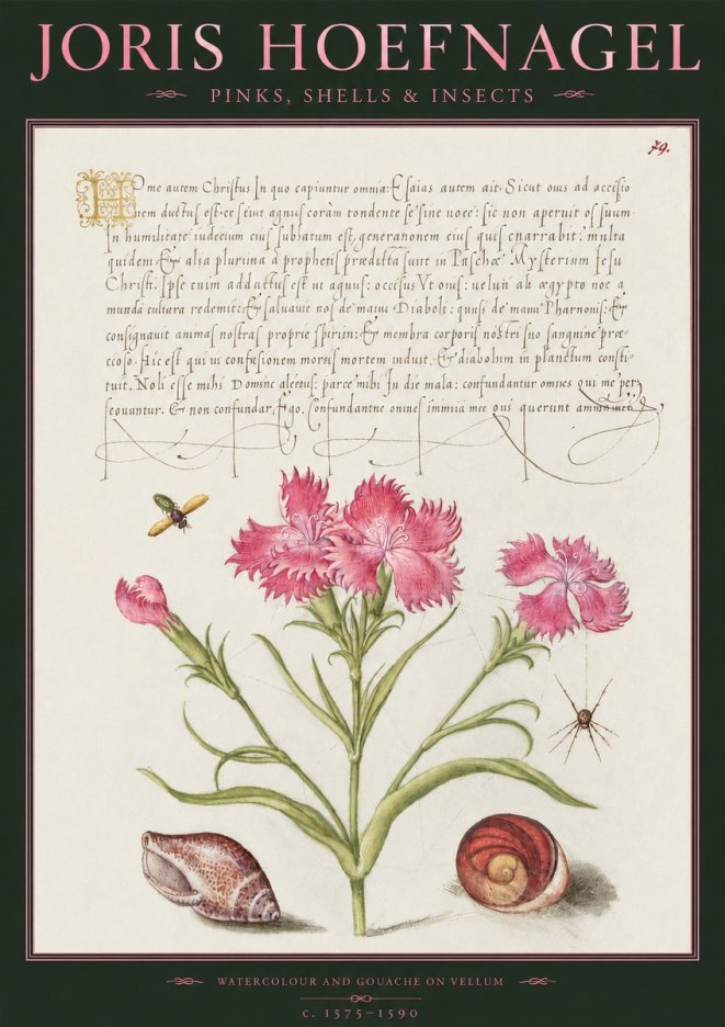 Joris Hoefnagel Pinks, Shells & Insects No2 - Poster