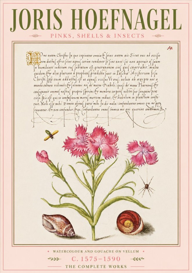 Joris Hoefnagel Pinks, Shells & Insects No6 - Poster