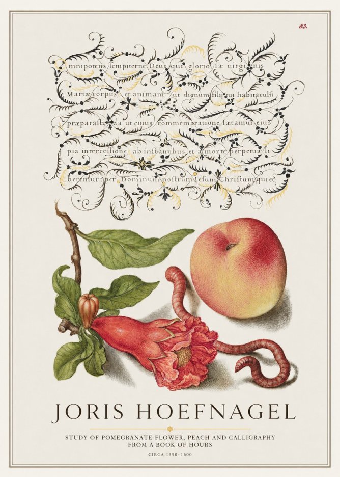 Joris Hoefnagel Study of Pomegranate Flower, Peach and Calligraphy from a Book of Hours No1 - Poster
