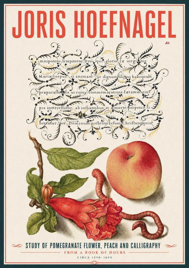 Joris Hoefnagel Study of Pomegranate Flower, Peach and Calligraphy from a Book of Hours No4 - Poster