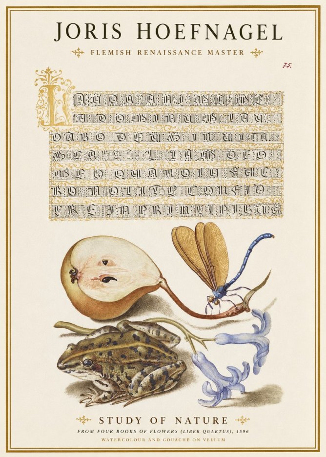 Joris Hoefnagel Study of Nature II No1 - Poster